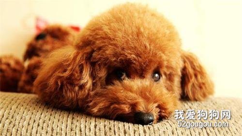 小狗拉稀常用药品有哪些?