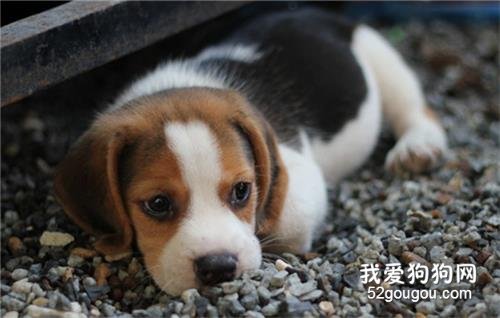 母犬产后抽搦症如何治疗?