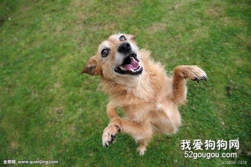 如何训练狗狗“用后腿站立”呢?