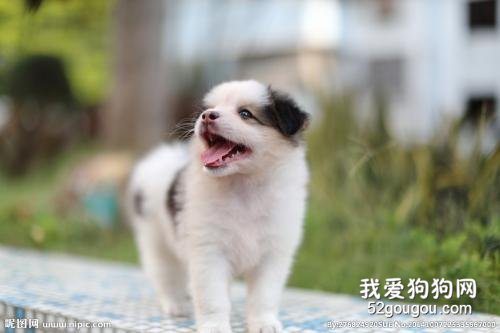狗狗一直舔身上是怎么回事?