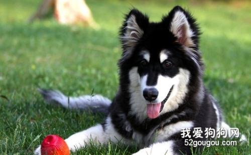 狗狗一直舔身上是怎么回事?