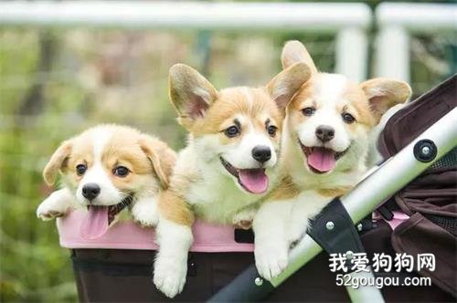 狗狗迟迟不立耳是什么原因?