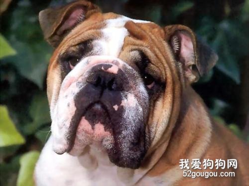 英国斗牛犬的4大缺点，易生病不听话！