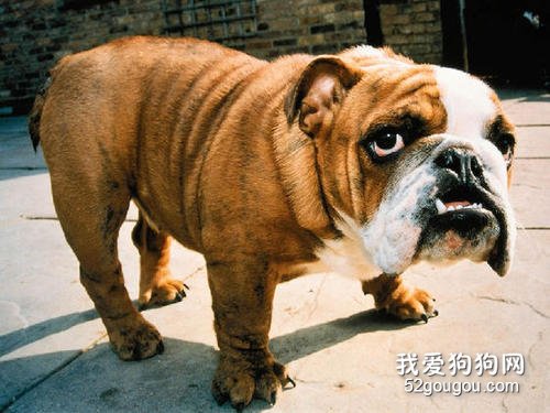 英国斗牛犬的4大缺点,易生病不听话!