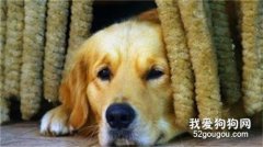 <b>“狗狗临死前的自述”：我给你写了一封道歉信…</b>