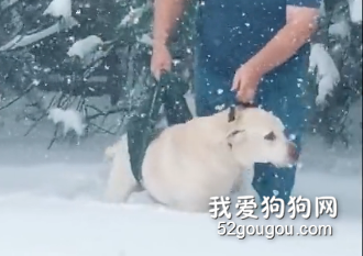 <b>为了不让这只16岁的狗狗失望，捡屎官想了个办法带它出门看雪……</b>