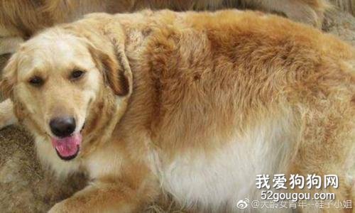 狗产后会抽搐怎么回事 如何治疗?