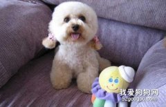 <b>贵宾犬拉血是怎么回事 原因有很多</b>