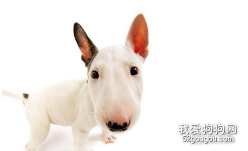 狗狗急性肾功能衰竭怎么办 这些一定要注意!