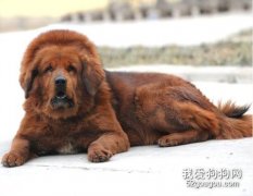 母犬低血糖怎么办? 如何预防?