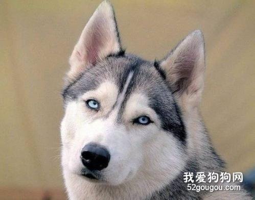 吃醋时的狗狗会有哪些表现?