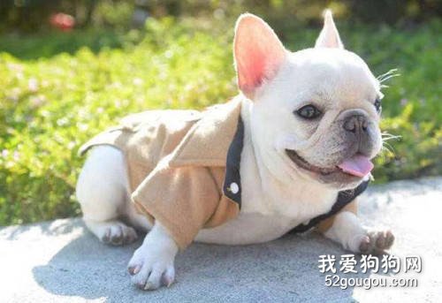 狗狗假孕是什么症状 为什么会假孕?