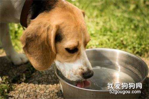 狗狗喝什么水好 矿泉水真的是贵又好吗?
