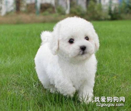比熊耳朵毛发黄怎么办?