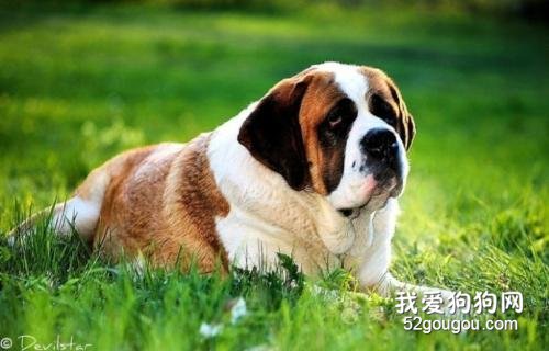 狗狗尿黄是怎么了? 狗狗上火会怎么样?