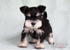 <b>雪纳瑞呕吐白色液体 及时处理呕吐情况</b>
