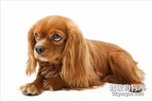 狗狗吃什么对毛发好?狗狗护毛要注意哪些方面?