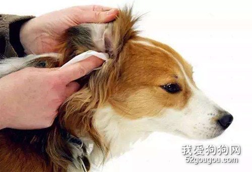 怎样给狗滴耳药,狗滴耳液如何操作方法