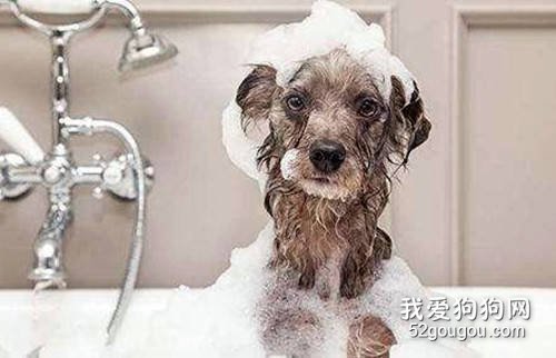 幼犬什么时候可以洗澡?