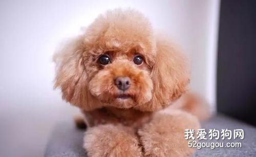 怎么帮泰迪美容?