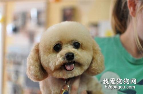 怎么帮泰迪美容?