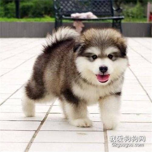 狗狗吃钙片会腹泻是怎么回事?