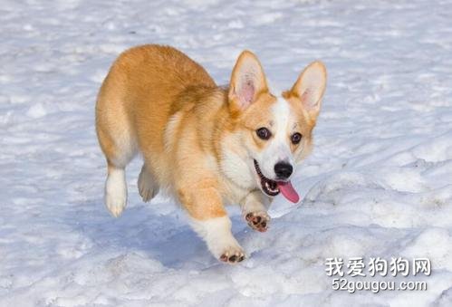 柯基犬发烧怎么办,找到病因对症下药