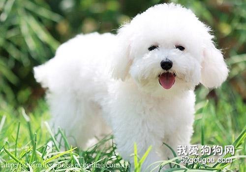 狗狗拉稀能吃黄连素吗?