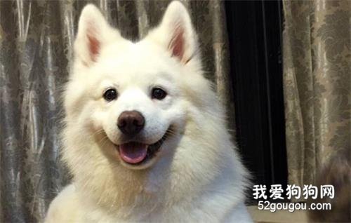 狗狗拉稀能吃黄连素吗?