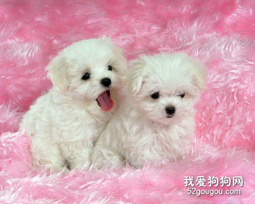 狗狗肛门腺发炎的医治和预防