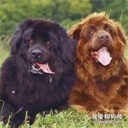 <b>纽芬兰犬聪明吗，纽芬兰犬智商排名第几？</b>