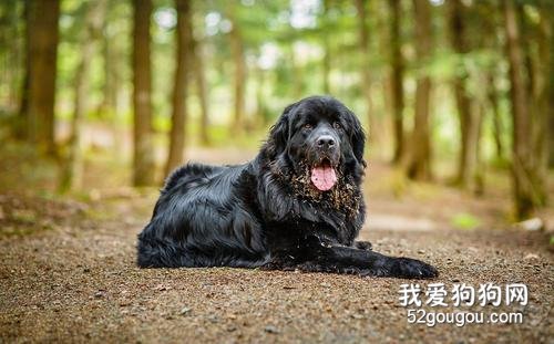 纽芬兰犬聪明吗,纽芬兰犬智商排名第几?