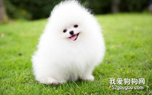 博美狗狗泪痕怎样去掉?