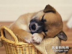 <b>狗狗腹泻拉肚子的原因以及治疗方法</b>