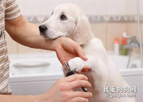 怎么给狗狗剪指甲,帮狗狗剪指甲要注意什么