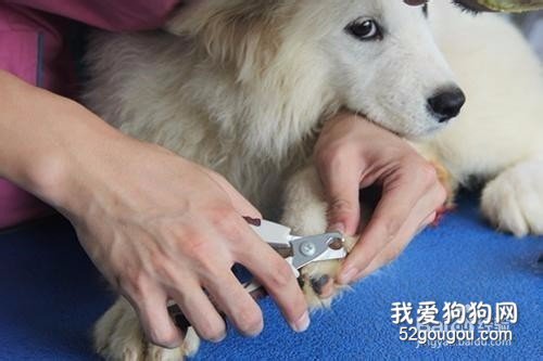 怎么给狗狗剪指甲,帮狗狗剪指甲要注意什么