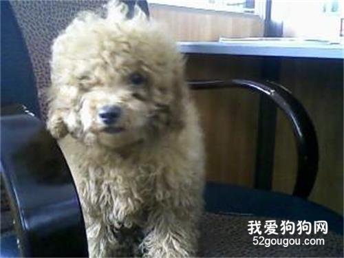 怎么给卷毛狗洗澡?