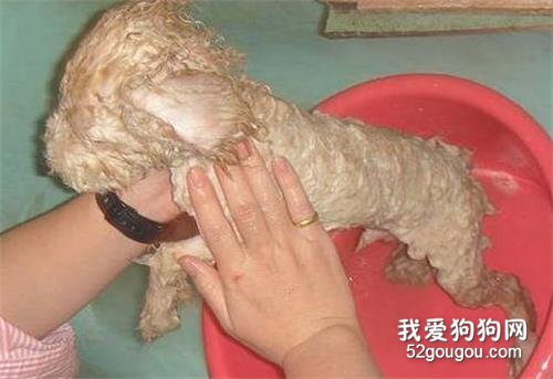 怎么给卷毛狗洗澡?