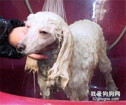 怎么给卷毛狗洗澡?