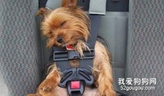 <b>狗狗晕车的症状以及原因</b>