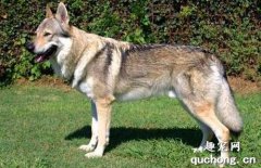 <b>狩猎犬种类，狩猎犬有哪些？</b>