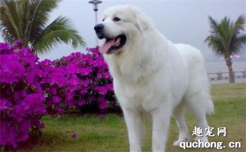 狩猎犬种类,狩猎犬有哪些?