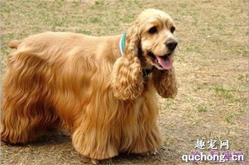 狩猎犬种类,狩猎犬有哪些?