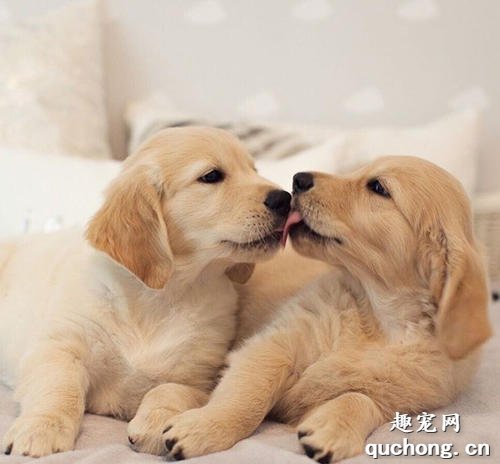 幼犬驱虫药多久吃一次?