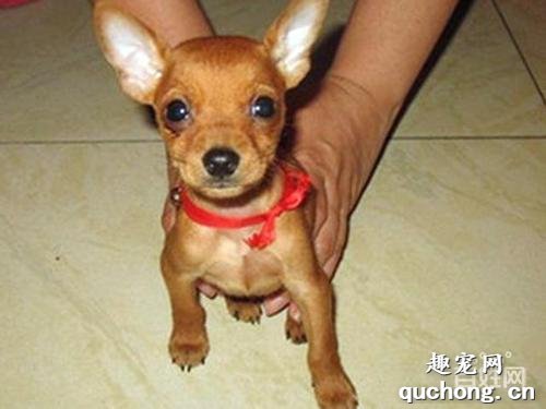 幼犬驱虫药多久吃一次?