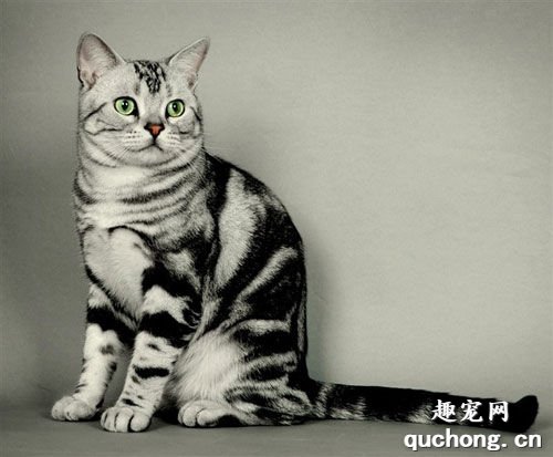 中华田园猫有哪些品种 中华田园猫品种大全