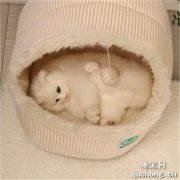 <b>怎么训练猫咪在窝里睡觉 训练猫咪宠物窝睡觉方法</b>