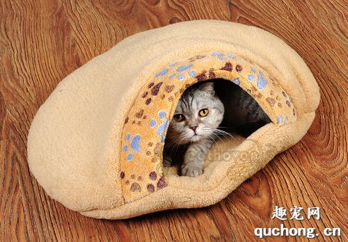 怎么训练猫咪在窝里睡觉 训练猫咪宠物窝睡觉方法