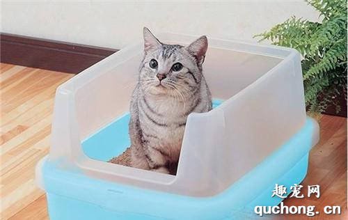 如何训练猫猫上厕所？