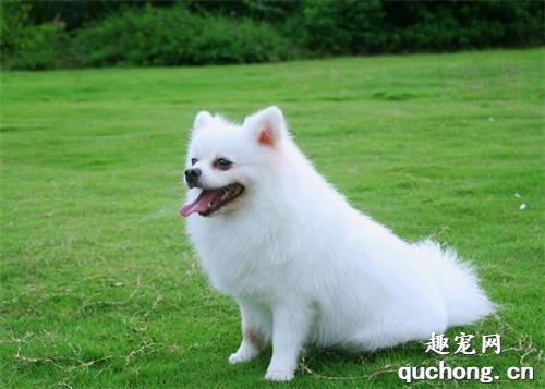 想养一只博美犬?你了解它的特性吗?
